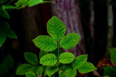 Poison Ivy Removal in Delaware County, PA